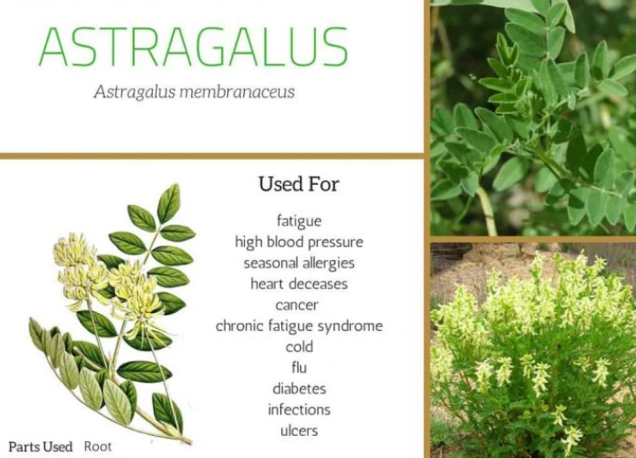 astragalus extract powder function