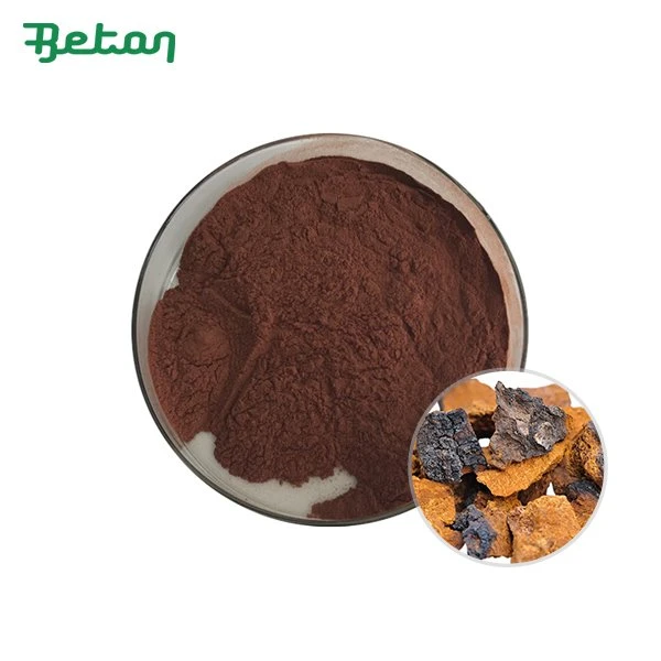Pó de Chaga Orgânico